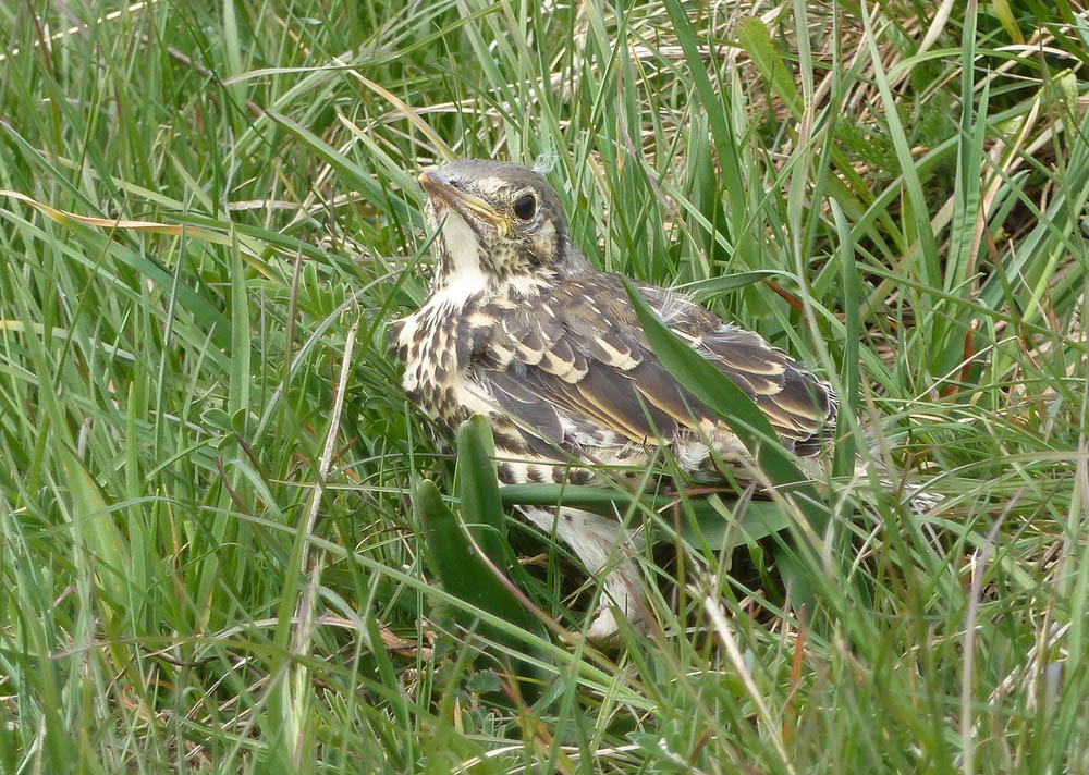 ID Turdus